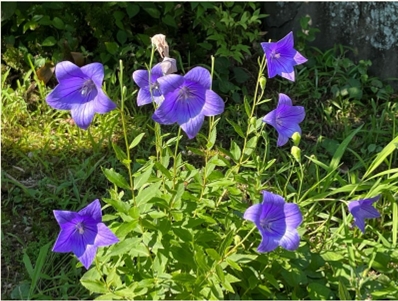 ブログ(史跡/100名城・続100名城7)