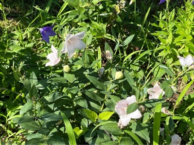 ブログ(史跡/100名城・続100名城7)