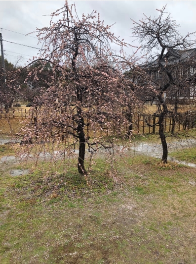 ブログ(史跡/100名城・続100名城7)