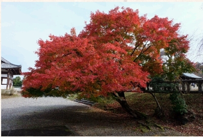 ブログ(史跡/南北朝2)