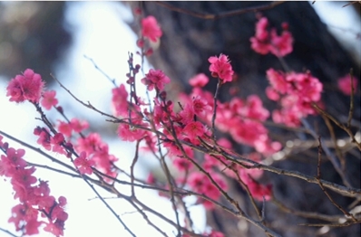 ブログ(史跡/南北朝2)