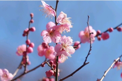 ブログ(史跡/南北朝2)