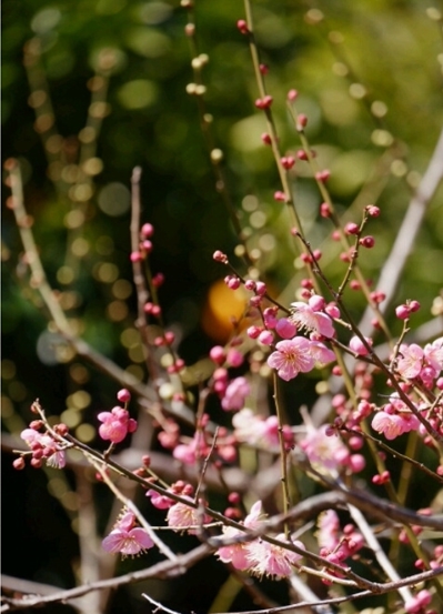 ブログ(史跡/南北朝2)