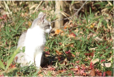 ブログ(史跡/百名城・続百名城4)