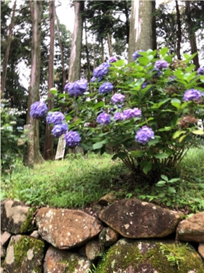 ブログ(史跡/百名城・続百名城5)