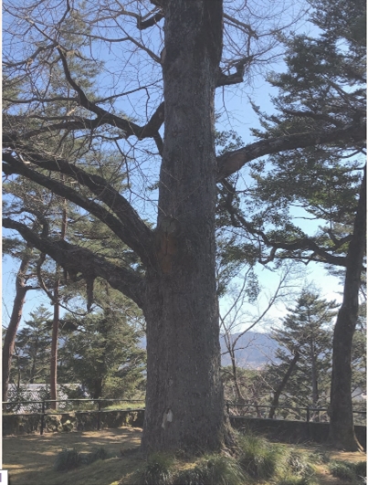 ブログ(史跡/百名城・続百名城4)