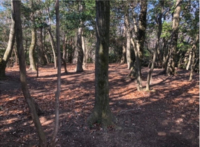 �u���O�i�j��/100����E��100����U�j