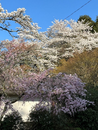 ブログ(史跡/南北朝3)
